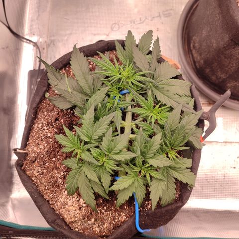 Green Gelato growlog timeline photo