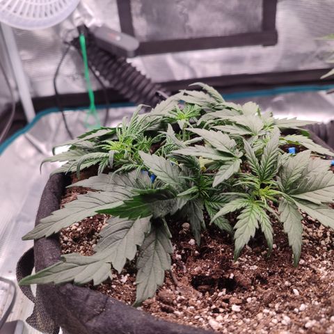 Green Gelato growlog timeline photo