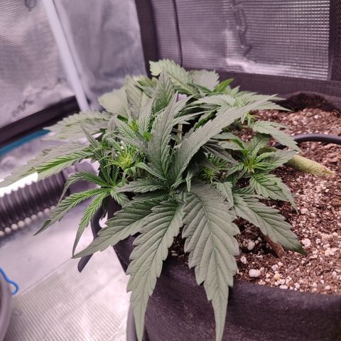 SUPER LEMON HAZE auto growlog timeline photo