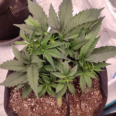 SUPER LEMON HAZE auto growlog timeline photo
