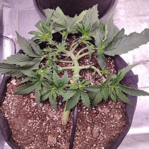 SUPER LEMON HAZE auto growlog timeline photo