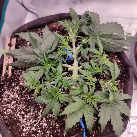 Green Gelato growlog timeline photo