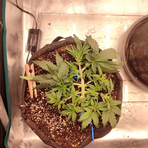Green Gelato growlog timeline photo