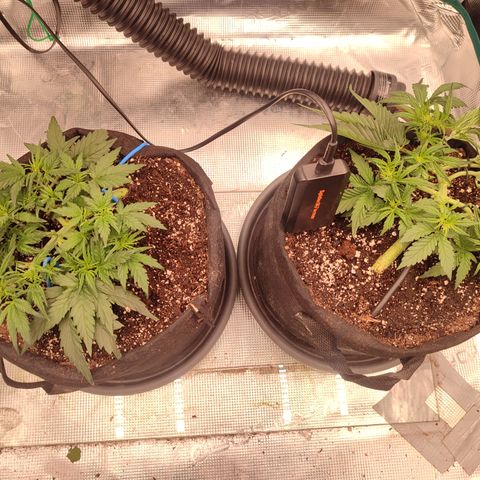 SUPER LEMON HAZE auto growlog timeline photo