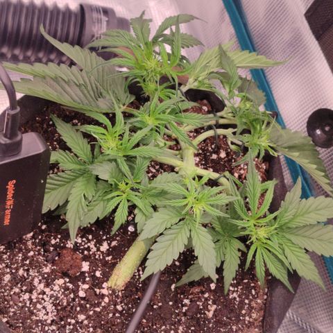 SUPER LEMON HAZE auto growlog timeline photo