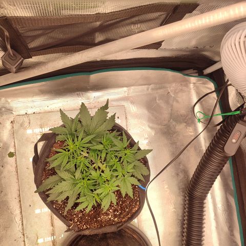 Green Gelato growlog timeline photo