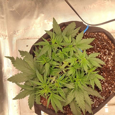 Green Gelato growlog timeline photo