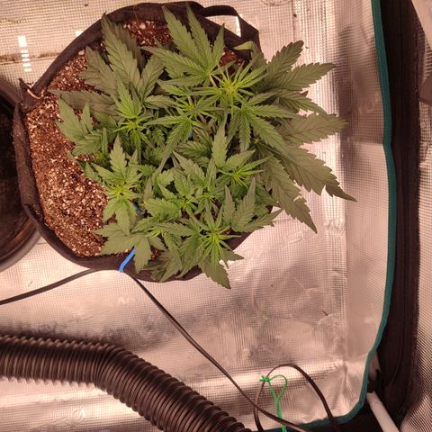 Green Gelato growlog timeline photo