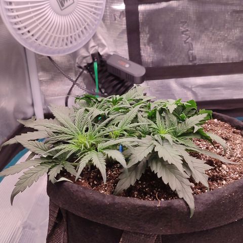 Green Gelato growlog timeline photo