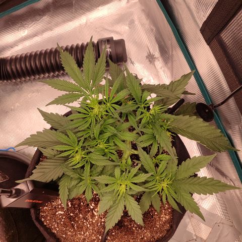 SUPER LEMON HAZE auto growlog timeline photo