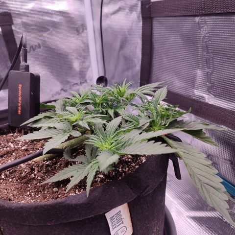 SUPER LEMON HAZE auto growlog timeline photo