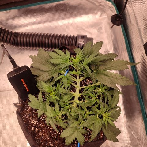 Green Gelato growlog timeline photo