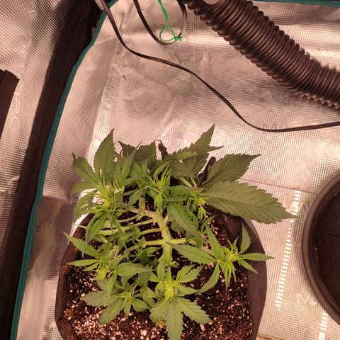 SUPER LEMON HAZE auto growlog timeline photo