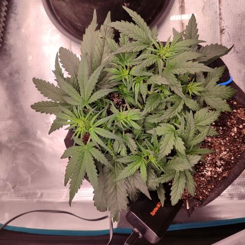 Green Gelato growlog timeline photo