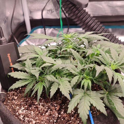 Green Gelato growlog timeline photo