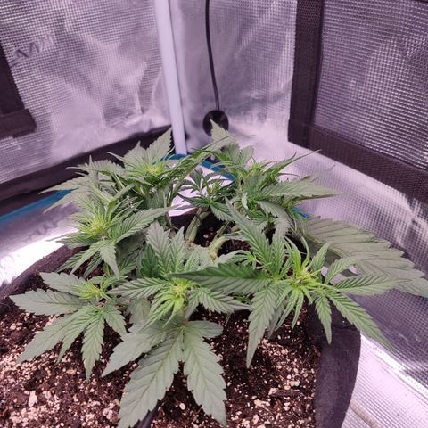 SUPER LEMON HAZE auto growlog timeline photo
