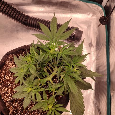 SUPER LEMON HAZE auto growlog timeline photo