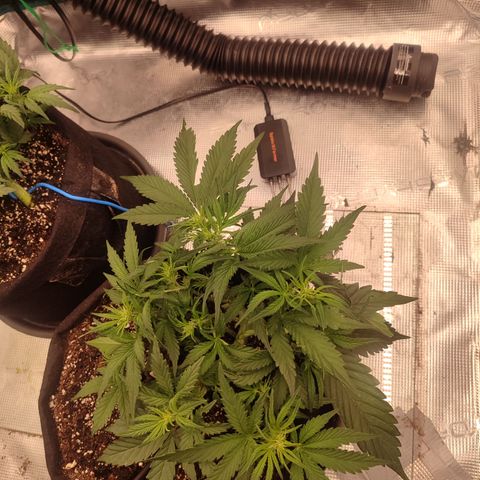 SUPER LEMON HAZE auto growlog timeline photo