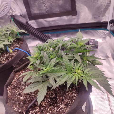 SUPER LEMON HAZE auto growlog timeline photo
