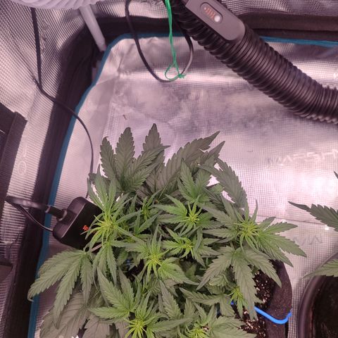 Green Gelato growlog timeline photo