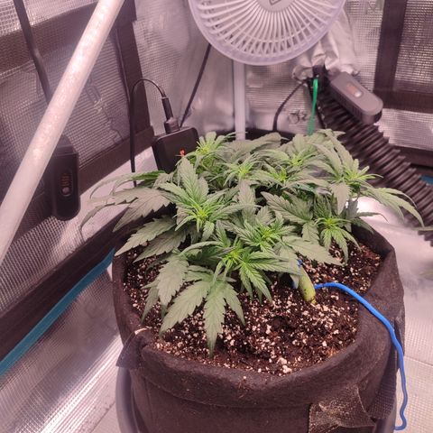 Green Gelato growlog timeline photo
