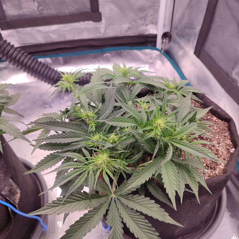 SUPER LEMON HAZE auto growlog timeline photo