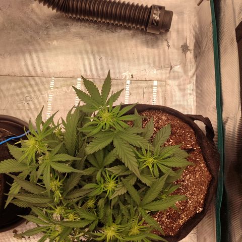 SUPER LEMON HAZE auto growlog timeline photo