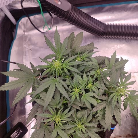 Green Gelato growlog timeline photo