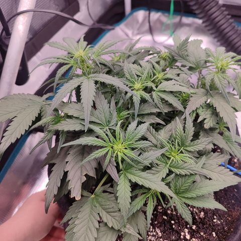 Green Gelato growlog timeline photo