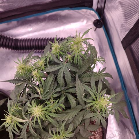 SUPER LEMON HAZE auto growlog timeline photo