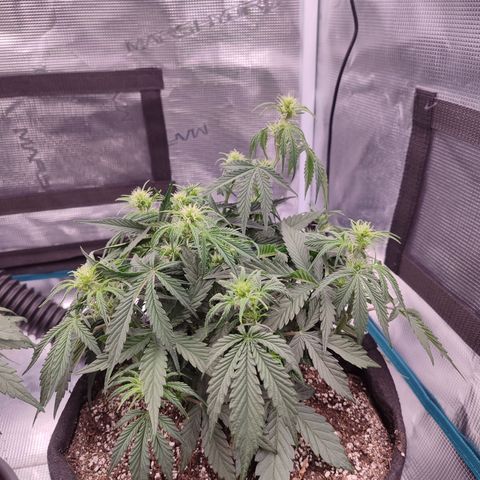 SUPER LEMON HAZE auto growlog timeline photo