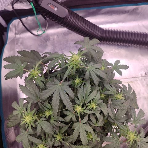 Green Gelato growlog timeline photo