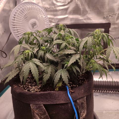 Green Gelato growlog timeline photo