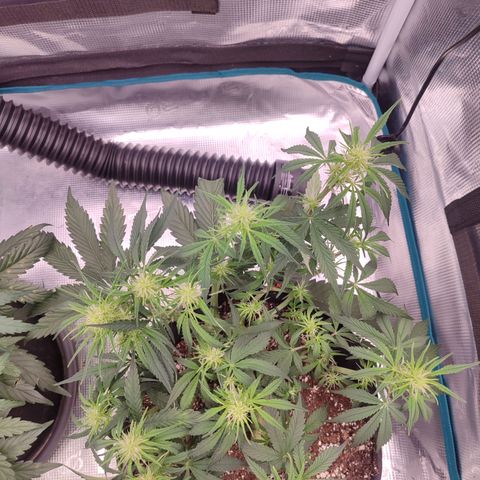 SUPER LEMON HAZE auto growlog timeline photo