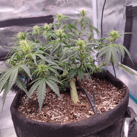 SUPER LEMON HAZE auto growlog timeline photo