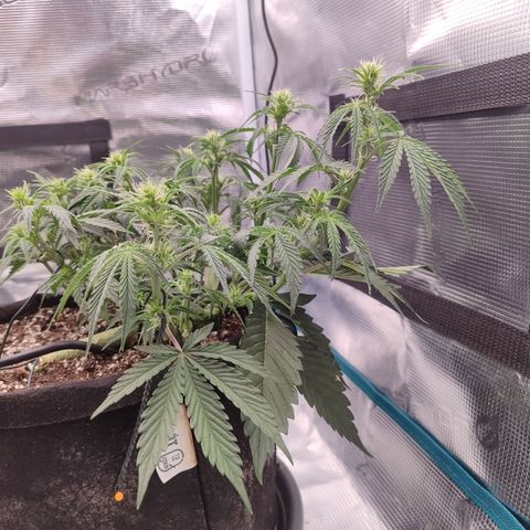 SUPER LEMON HAZE auto growlog timeline photo