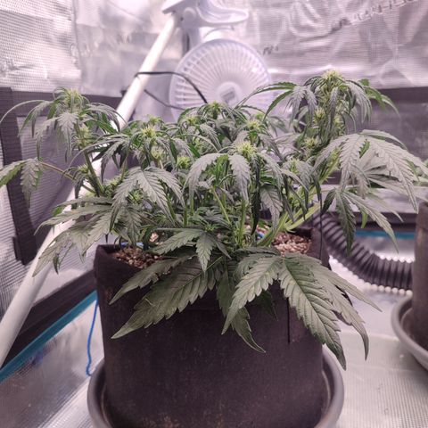 Green Gelato growlog timeline photo