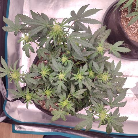 Green Gelato growlog timeline photo
