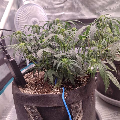 Green Gelato growlog timeline photo