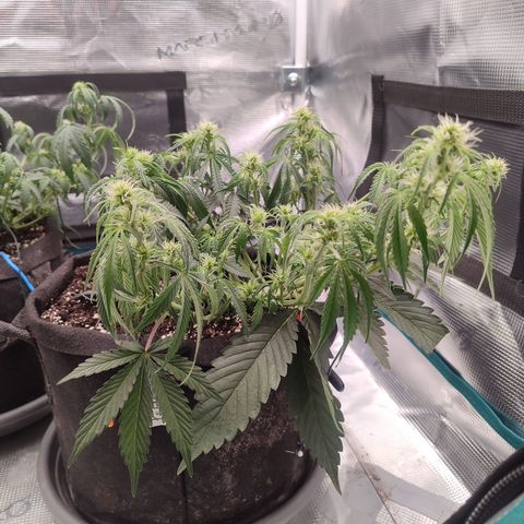 SUPER LEMON HAZE auto growlog timeline photo