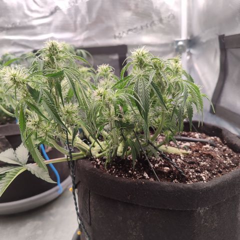 SUPER LEMON HAZE auto growlog timeline photo