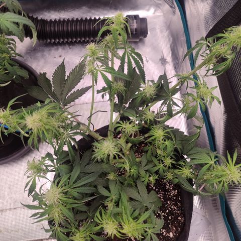 SUPER LEMON HAZE auto growlog timeline photo