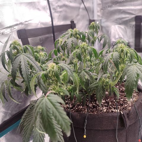 Green Gelato growlog timeline photo