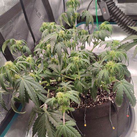Green Gelato growlog timeline photo