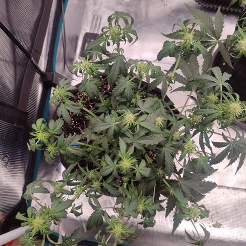 Green Gelato growlog timeline photo