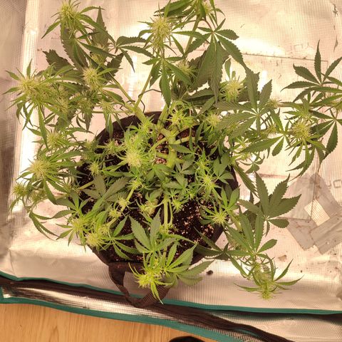SUPER LEMON HAZE auto growlog timeline photo