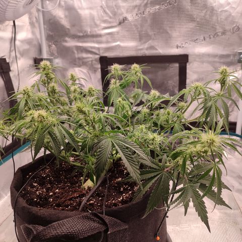 SUPER LEMON HAZE auto growlog timeline photo
