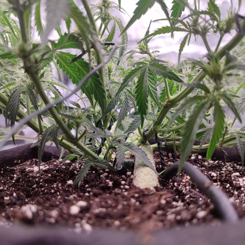 SUPER LEMON HAZE auto growlog timeline photo
