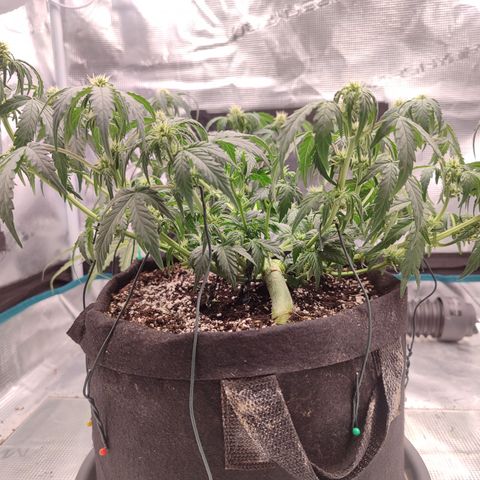 Green Gelato growlog timeline photo