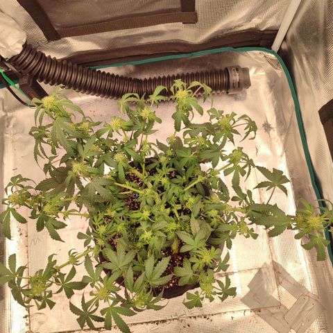 Green Gelato growlog timeline photo